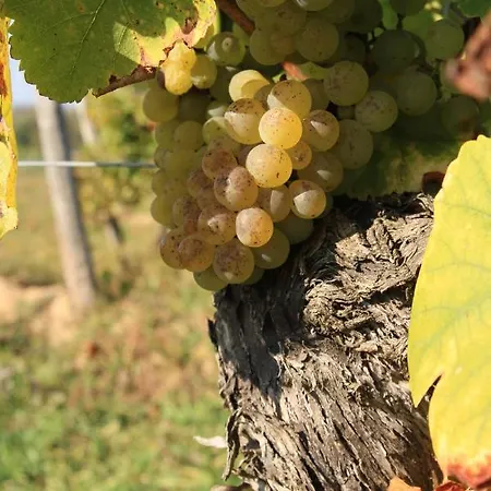 ゲストハウス Bio-weingut, Gaestehaus Und Kraeuterhof Flomborn