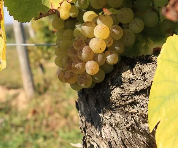 Affittacamere Bio-weingut, Gaestehaus Und Kraeuterhof Flomborn